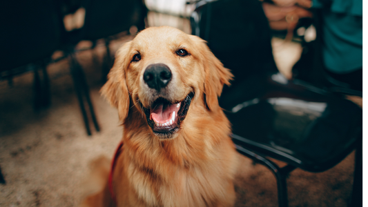 Dog Collar Size Guide