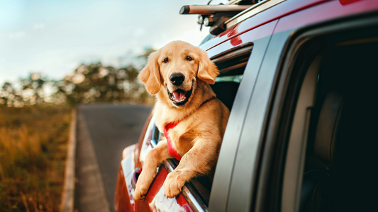 AirForm Edition 001 Harness - Fit & Measuring Guide