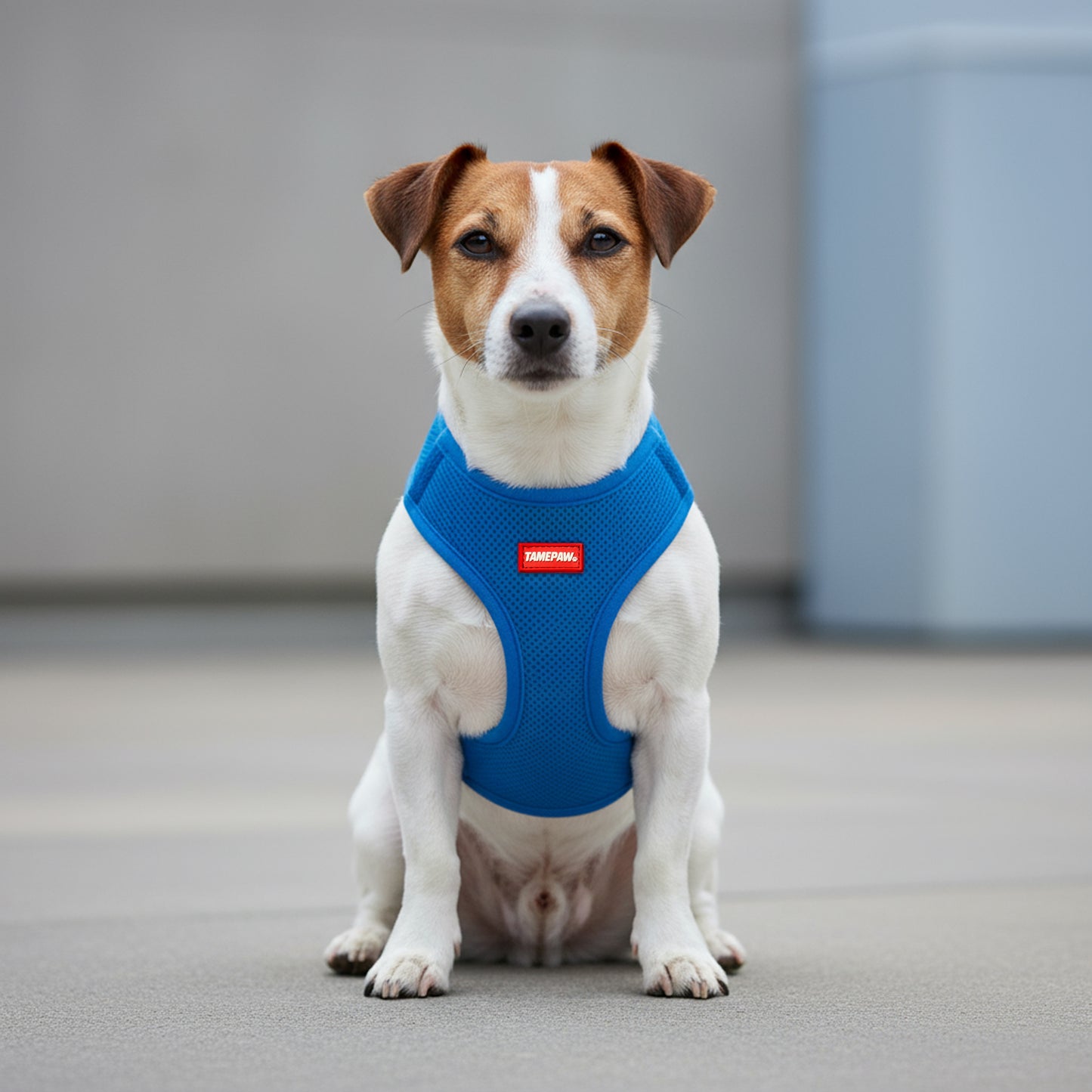 Airform Dog Harness - Blue Edition 001
