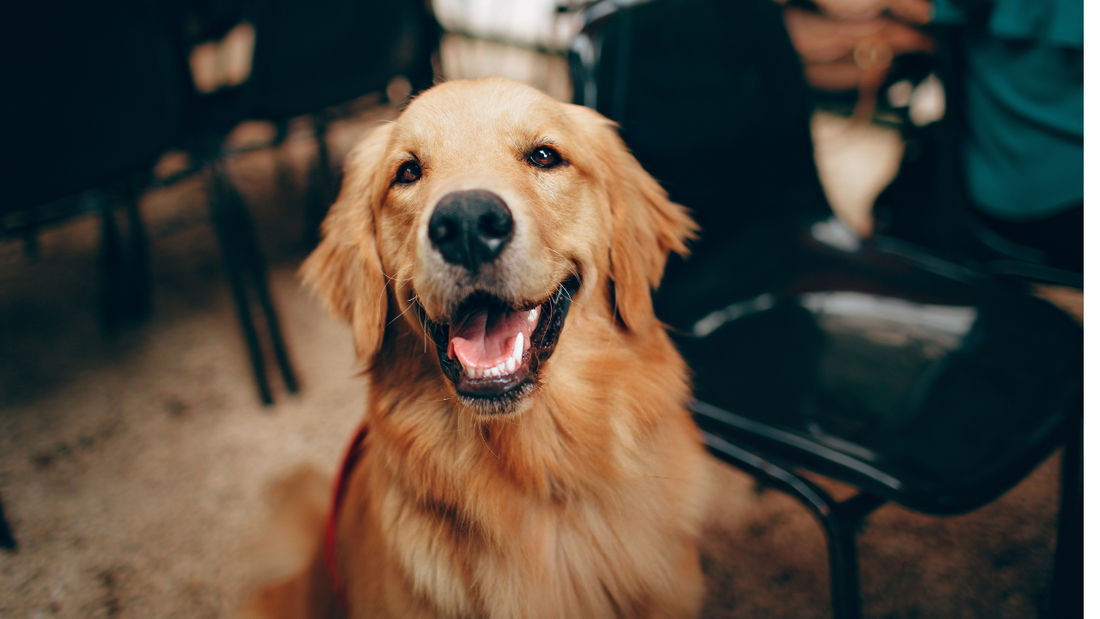 Dog Collar Size Guide