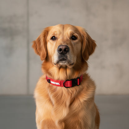 Airform Dog Collar - Red Edition 001